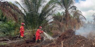 Karhutla Hancurkan Hampir 300 Rumah, 1.000 Warga Mengungsi