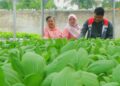 Hidroponik Merawat Gizi Ala Kelompok Wirani Rejosari