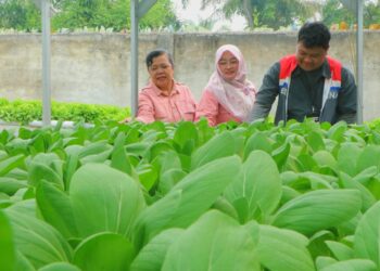 Hidroponik Merawat Gizi Ala Kelompok Wirani Rejosari