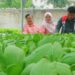 Hidroponik Merawat Gizi Ala Kelompok Wirani Rejosari