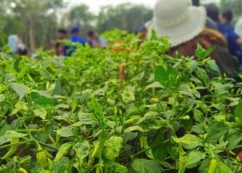 42 Ribu Pesantren Berpotensi Jadi Basis Penguatan Ekonomi Santri