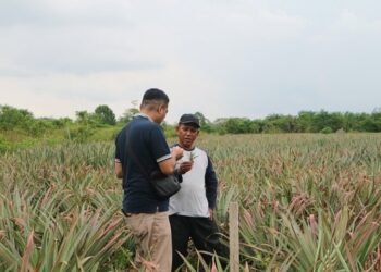 OJK Riau Jadikan Nenas Siak Proyek Percontohan Ekonomi Daerah