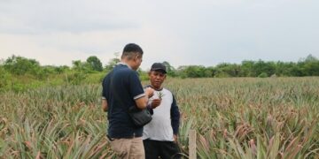 OJK Riau Jadikan Nenas Siak Proyek Percontohan Ekonomi Daerah