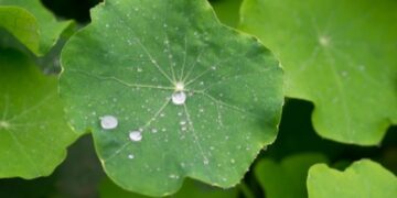Ketahui 5 Manfaat Centella Asiatica untuk Kulit Wajah