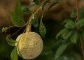 4 Manfaat Buah Kawista untuk Kesehatan yang Jarang Orang Ketahui