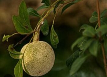 4 Manfaat Buah Kawista untuk Kesehatan yang Jarang Orang Ketahui