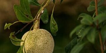 4 Manfaat Buah Kawista untuk Kesehatan yang Jarang Orang Ketahui