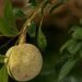 4 Manfaat Buah Kawista untuk Kesehatan yang Jarang Orang Ketahui