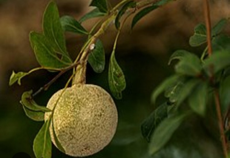 4 Manfaat Buah Kawista untuk Kesehatan yang Jarang Orang Ketahui