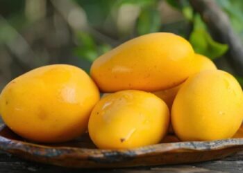Lagi Musim Mangga, Inilah 4 Manfaatnya untuk Kesehatan Tubuh