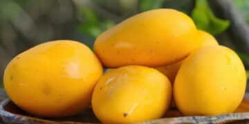 Lagi Musim Mangga, Inilah 4 Manfaatnya untuk Kesehatan Tubuh