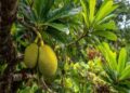 4 Khasiat Buah Sukun untuk Kesehatan, Buah Tropis Mirip Buah Nangka