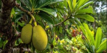 4 Khasiat Buah Sukun untuk Kesehatan, Buah Tropis Mirip Buah Nangka