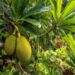 4 Khasiat Buah Sukun untuk Kesehatan, Buah Tropis Mirip Buah Nangka