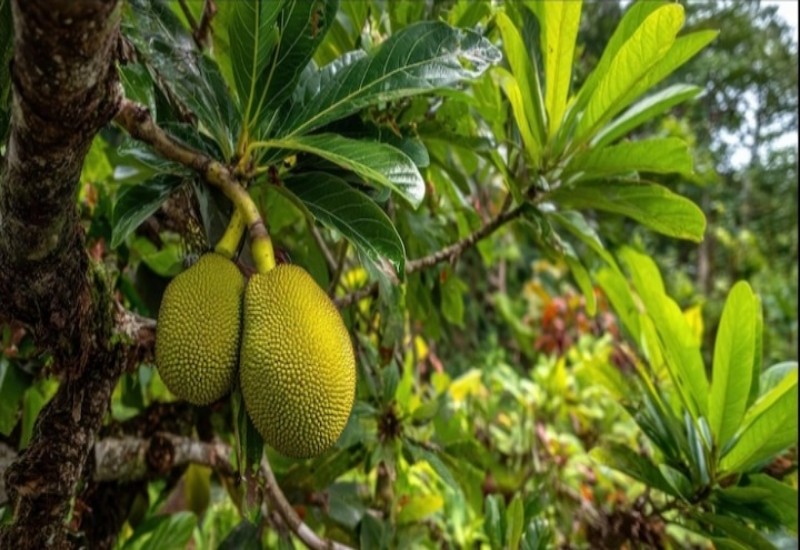 4 Khasiat Buah Sukun untuk Kesehatan, Buah Tropis Mirip Buah Nangka