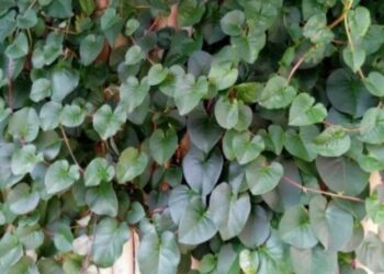 5 Manfaat Daun Binahong, Sukulen Asli dari Amerika Selatan