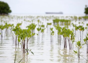 Riau Kantongi Restu Kemenhut untuk Proyek Perdagangan Karbon