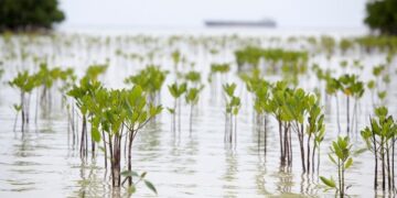 Riau Kantongi Restu Kemenhut untuk Proyek Perdagangan Karbon