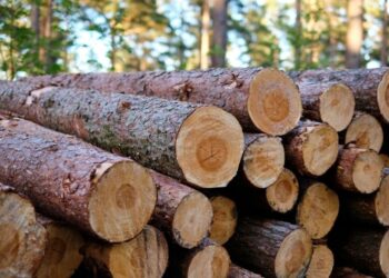 Dominasi Akasia, Berikut Daerah dengan Penghasil Kayu Bulat Terbesar di Indonesia