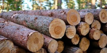 Dominasi Akasia, Berikut Daerah dengan Penghasil Kayu Bulat Terbesar di Indonesia