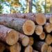 Dominasi Akasia, Berikut Daerah dengan Penghasil Kayu Bulat Terbesar di Indonesia